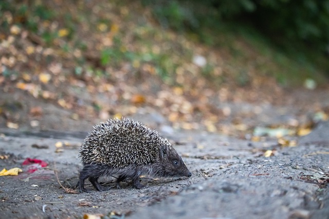 友谊赛中 友谊赛中